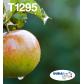 epson-t129-apple-multipack-in-easy-mail-packaging