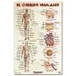 erik-lamina-escolar-erik-pvc-40x595-didactica-el-cuerpo-humano