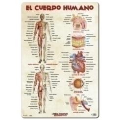Erik Lamina Escolar Erik Pvc 40X59,5 Didactica El Cuerpo Humano