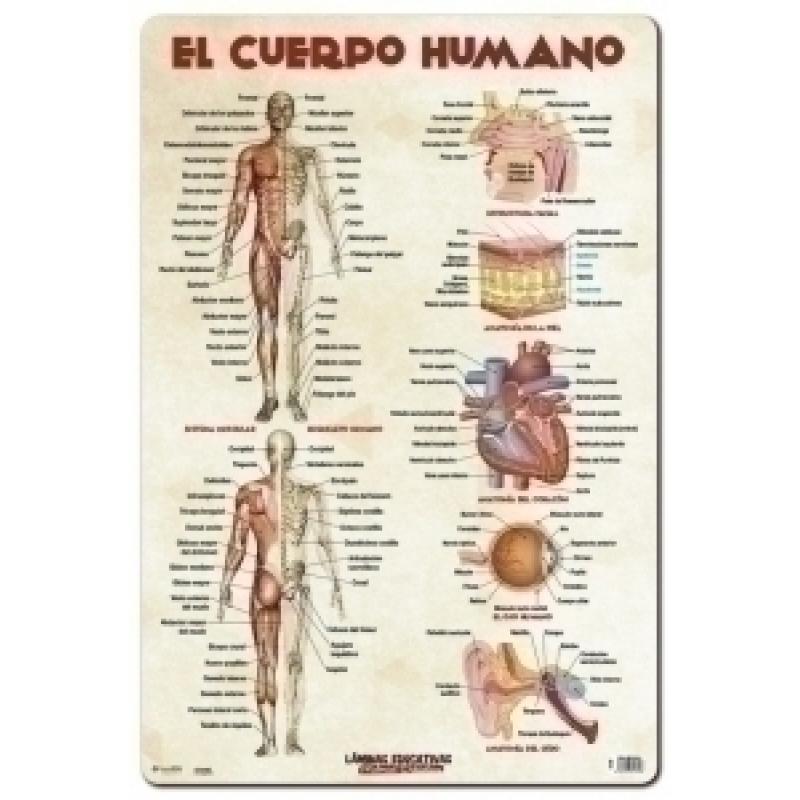 erik-lamina-escolar-erik-pvc-40x595-didactica-el-cuerpo-humano