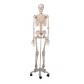Esqueleto humano 170cm