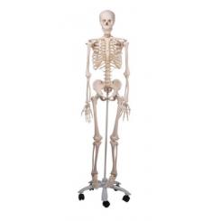 Esqueleto humano 170cm
