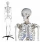 Esqueleto humano tamaño real 180cm