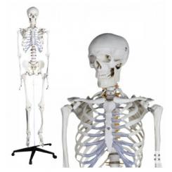 Esqueleto humano tamaño real 180cm
