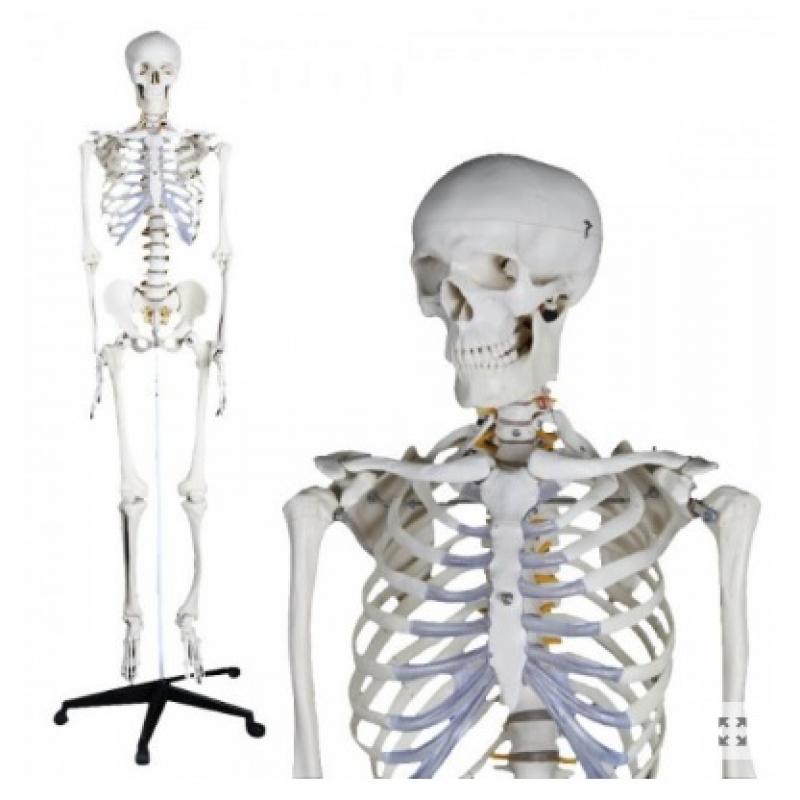 Esqueleto humano tamaño real 180cm