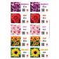 floralabels-etiqueta-autoadhesiva-975-x-57-mm-10-por-hoja-okimed31