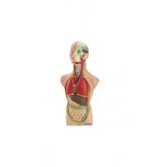 JUEGO MINILAND ANATOMIA HUMANA 11 PIEZAS 50 CM